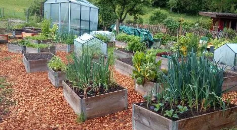 Ein Gemeinschaftsgarten mit Hochbeeten aus Holz, bepflanzt mit Gemüse und Kräutern. Im Hintergrund sind ein Gewächshaus, Obstbäume und eine ländliche Umgebung zu sehen