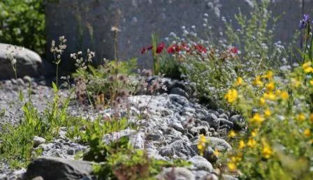 Ein Steingarten mit wilden Blumen und Kiesflächen, ideal für naturnahe Gartengestaltung